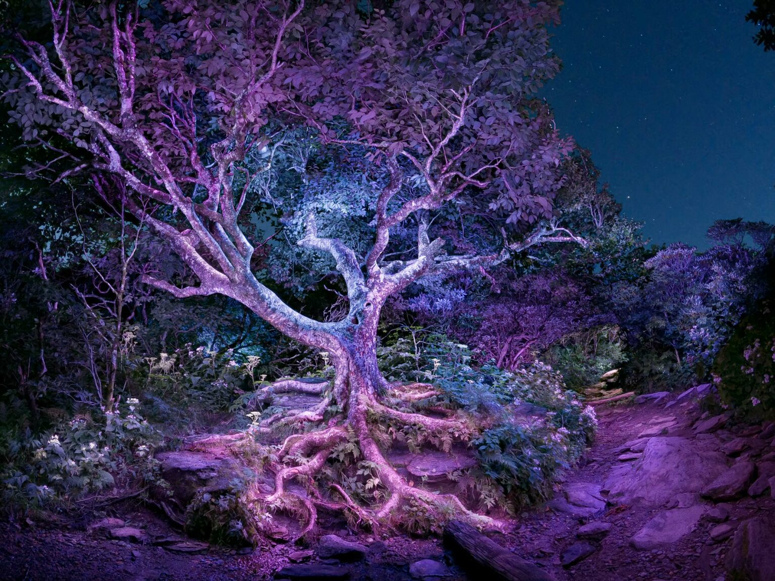 Fairy Tree by Daniel Iyari at Art on 7th