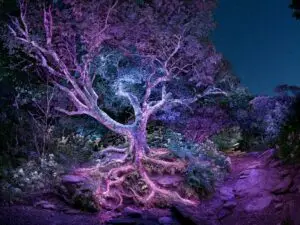 Fairy Tree by Daniel Iyari at Art on 7th