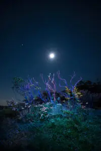 Daniel Iyari is a featured artist at Art on 7th Art Gallery - Midnight Goddess