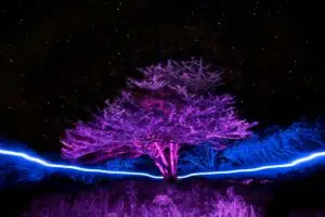 Hendersonville Art Gallery showcases Tree of Life by David Iyari