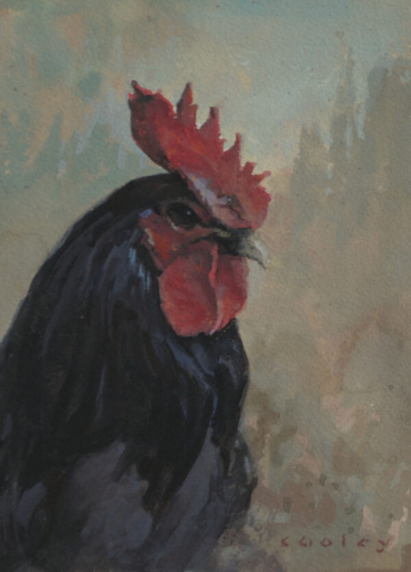 BLACK ROOSTER
