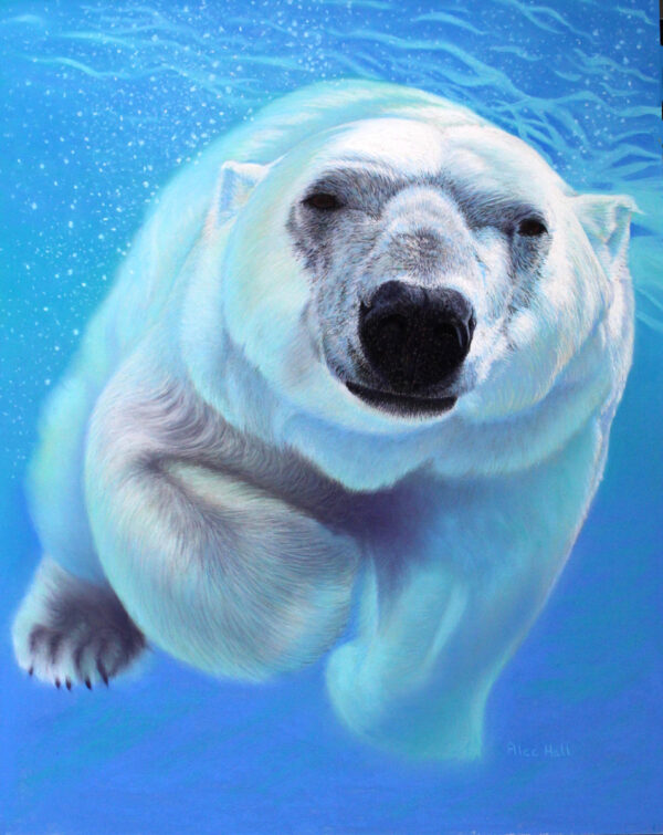 POLAR PLUNGE