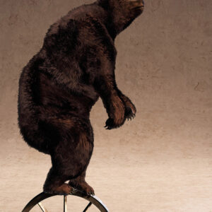 EQUILLIBRIUM IV BEAR