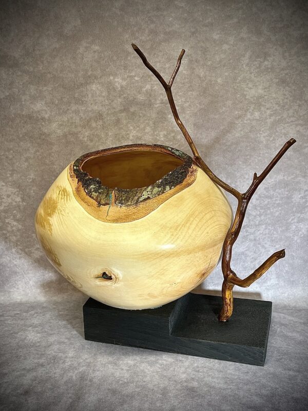 HURRICANE HELENE SERIES, SWEET BIRCH