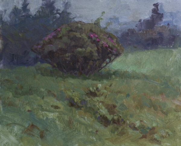EARLY BLOOM, ROAN MOUNTAIN