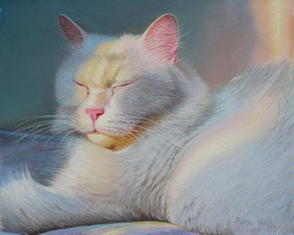 NAPPNG IN THE SUN