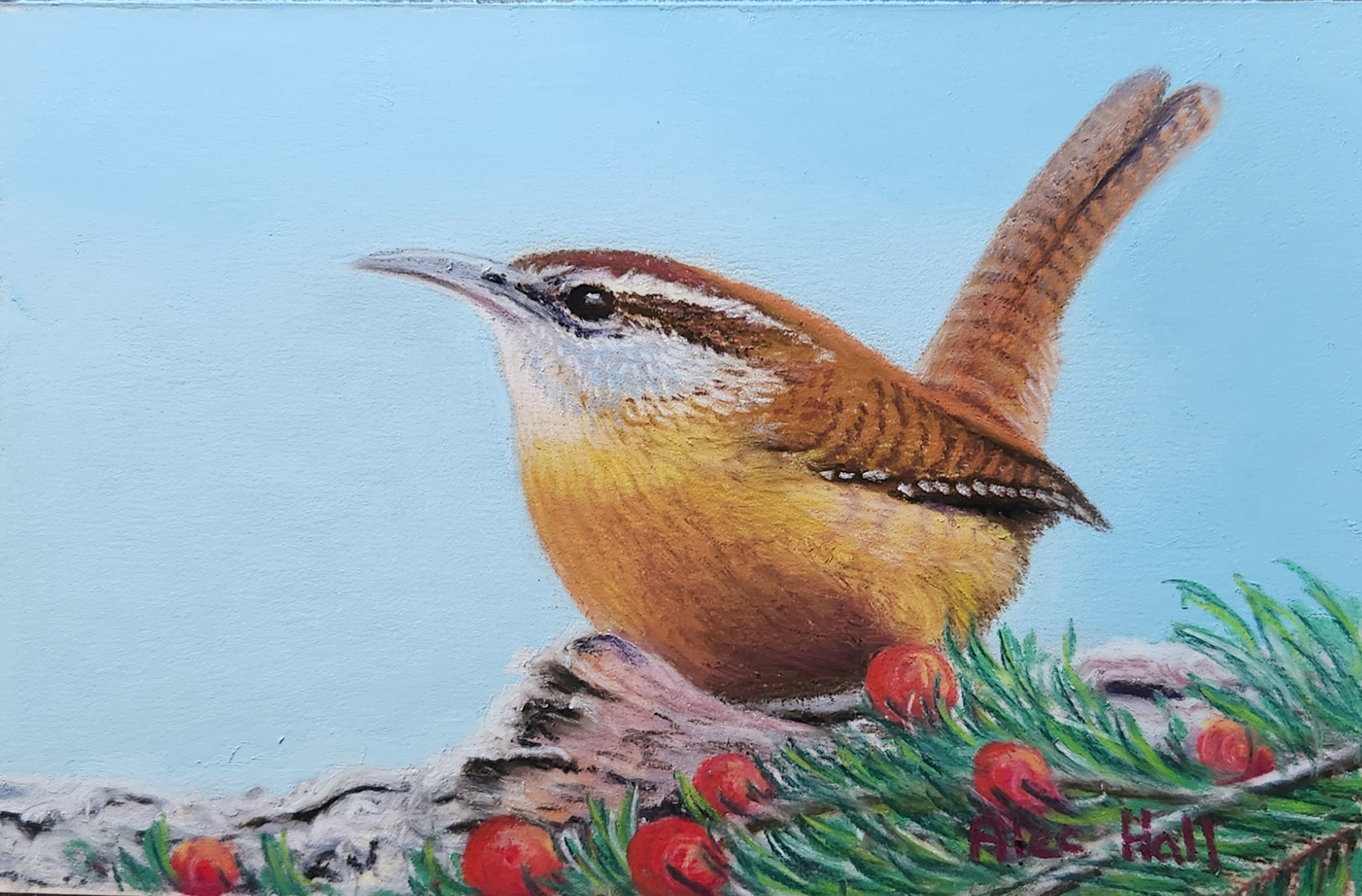 WINTER WREN