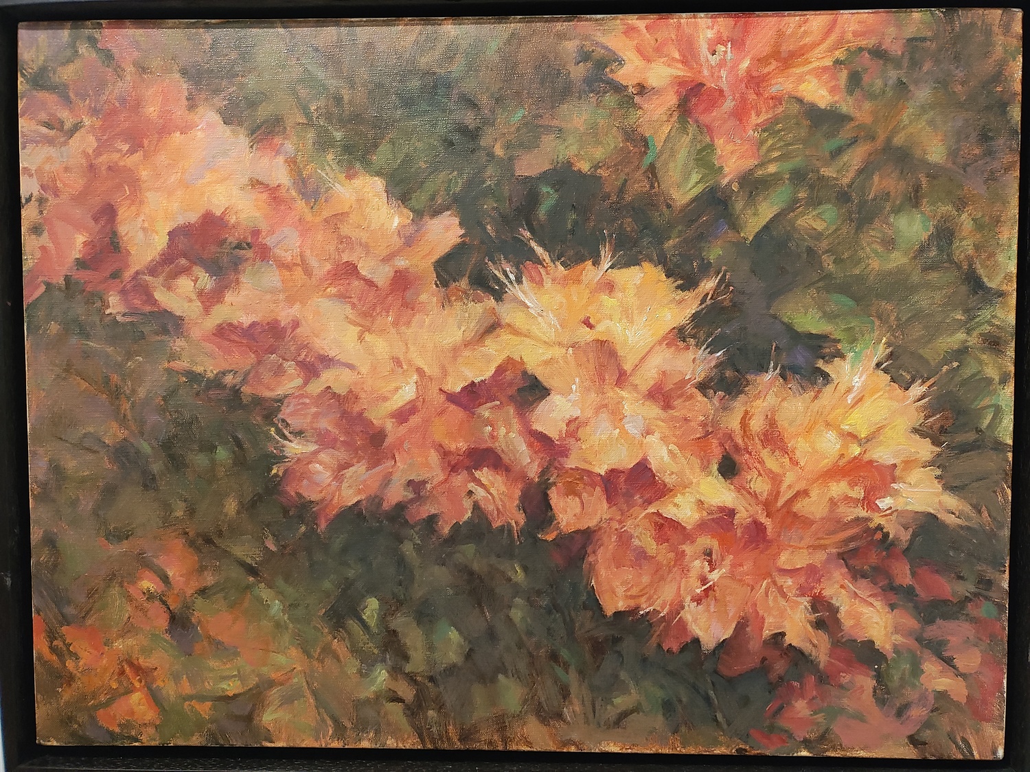 Azalea Burst