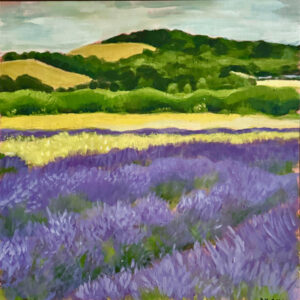 Lavender Fields