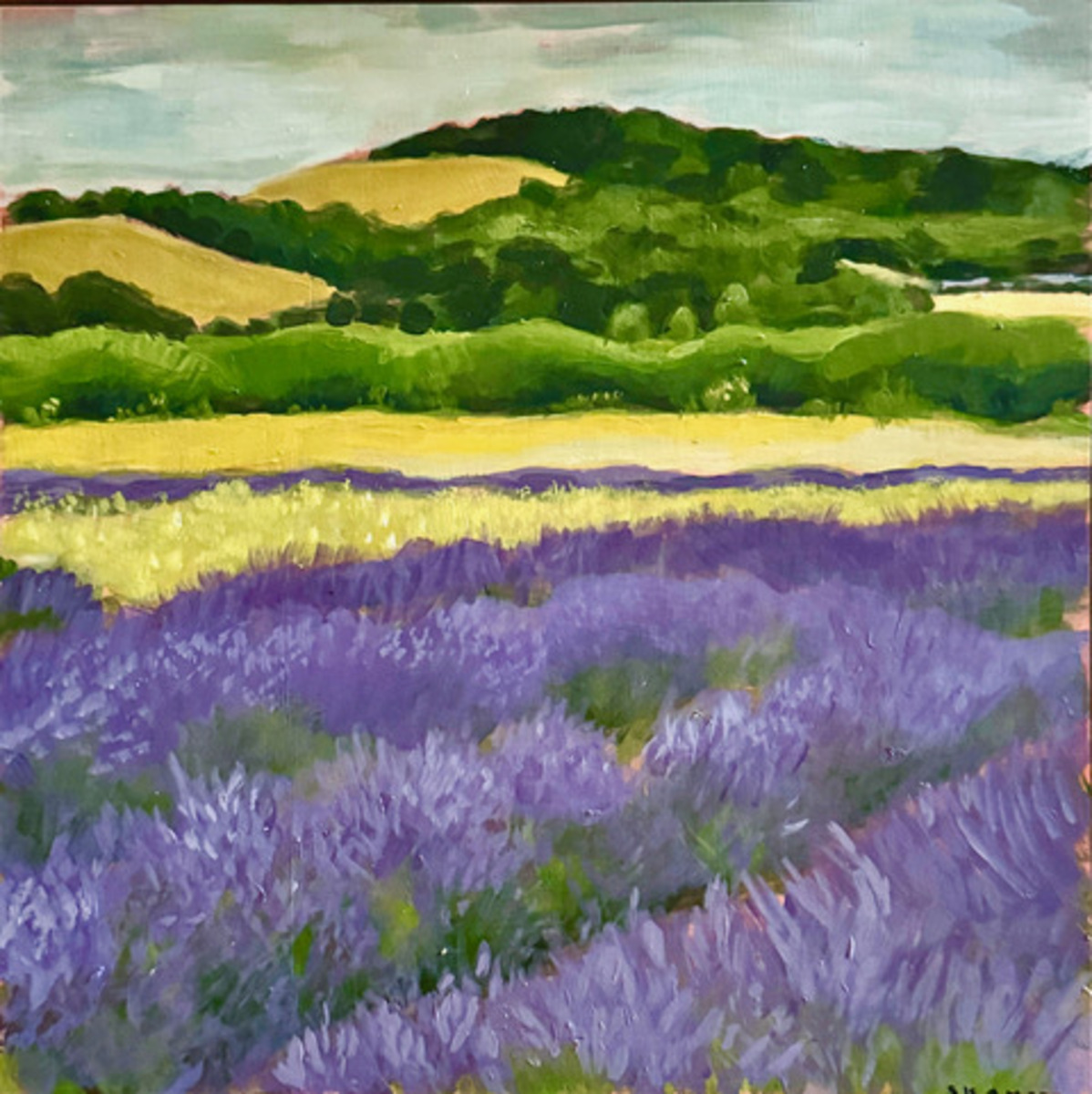 Lavender Fields